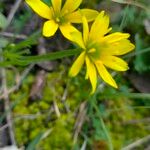 Gagea soleirolii Flower