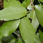 Morisonia verrucosa Blatt