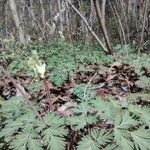 Dicentra cucullaria Лист