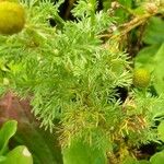 Matricaria discoidea Folha