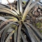 Ophiopogon planiscapus 整株植物