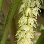 Diaphananthe fragrantissima Floro