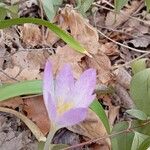 Colchicum lusitanumKwiat