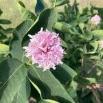 Dais cotinifolia Λουλούδι
