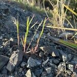 Bromus tectorum Levél