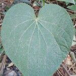 Piper umbellatum Feuille