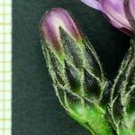 Serratula tinctoria autre