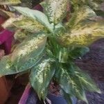 Dieffenbachia seguine (Jacq.) Schottഇല