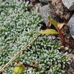 Saxifraga caesia Likasa