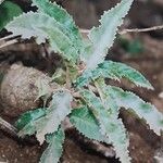 Dorstenia foetida Liść