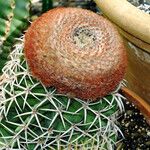 Melocactus intortus Leaf