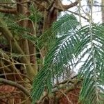 Acacia dealbata Blad