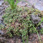 Elatine hexandra Natur