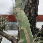 Acanthocereus tetragonus Φλοιός