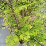 Metasequoia glyptostroboidesFolio