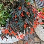 Begonia boliviensis Хабит