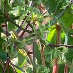 Cissus trifoliata Fruto