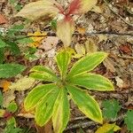 Oclemena acuminata Blad