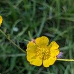 Ranunculus lanuginosusŽiedas