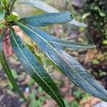 Solanum aviculare Levél