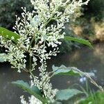 Reynoutria japonica Blomst