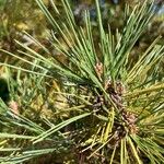 Pinus thunbergii Blad