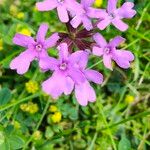 Verbena bipinnatifida Flor