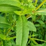 Guizotia abyssinica Blatt