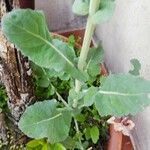 Brassica napus ഇല