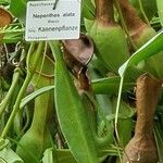 Nepenthes alata Inny