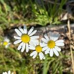 Matricaria chamomillaFlower