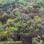 Arceuthobium azoricum 形態
