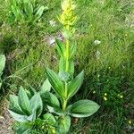 Gentiana lutea Habitus