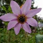 Dahlia merckii Flower