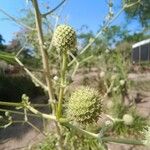 Eryngium paniculatum Цвят