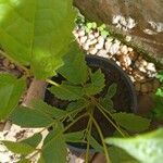 Handroanthus chrysotrichus Fuelha