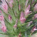 Trifolium angustifolium Fula