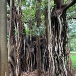 Ficus benghalensis Bark