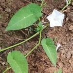 Ipomoea aquatica Blatt