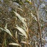 Salix albaഇല