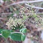 Galium boreale Flower