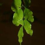 Protium gallicum Leaf