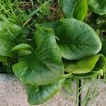 Arum cylindraceum Hoja