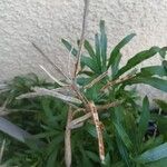Erysimum × cheiri Fruct