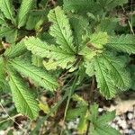 Potentilla recta Feuille