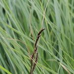 Carex acuta Flower