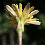 Reichardia intermedia Flower