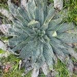 Echium asperrimum Leaf