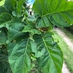 Solanum betaceum Foglia
