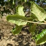 Quercus agrifolia Fulla